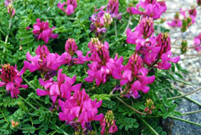Onobrychis montana